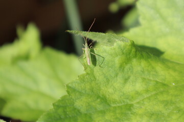 Green Bug