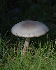 mushroom in the grass