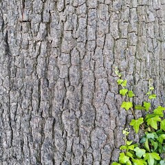 Textured tree bark with ivy