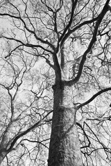 Black and white photo of Tree in Winter