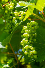 Summertime on vineyard, young green grapes hanging and ripening on grape plants