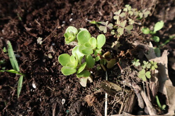 Native Plant