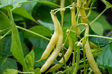 New harvest of organic yellow long wax beans