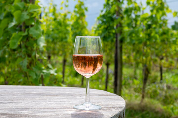 Tasting of Dutch rose wine on vineyard in summer