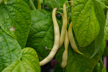 New harvest of organic yellow long wax beans