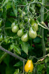 Tomato plant with ripening small water drop shaped yellow fruits on vine