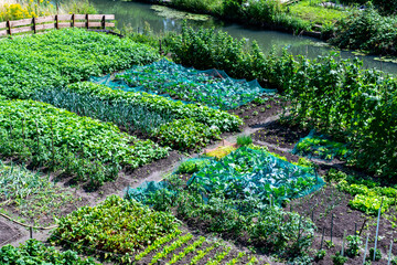 Eating from own organic vegetable garden, different vegetables and herbs growing in garden © barmalini