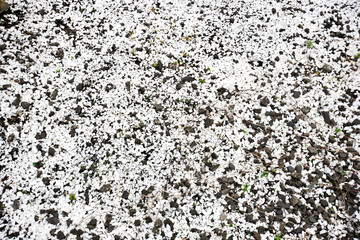 White and Black Pebble background