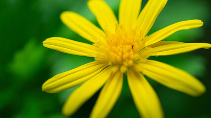 yellow flower macro