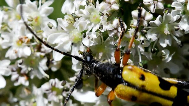 Close Up movie Spotted Longhorn Beetle on a leaf. His Latin name is Rutpela maculata.
