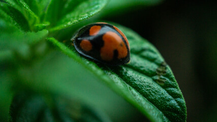 ladybird on a leaf