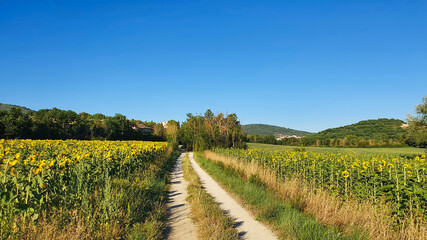 Fototapeta na wymiar Typical Italian country lane between the sunflowers fields.