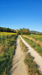 Fototapeta na wymiar Typical Italian country lane between the sunflowers fields.