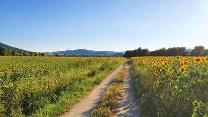 Typical Italian country lane between the sunflowers fields.