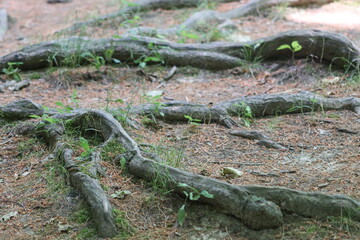 Tree Roots