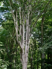 Großer Baum im Wald bei Dwasieden auf Rügen