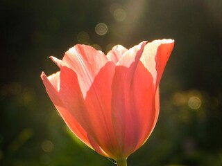 Fototapeta premium Sunlit Tulip