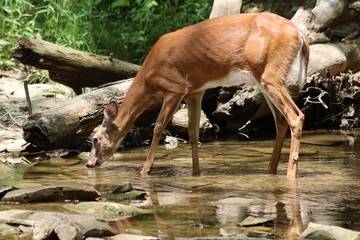 deer, deer drinking 