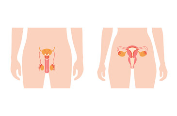 Reproductive system concept