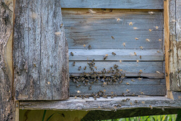 Bienenstock