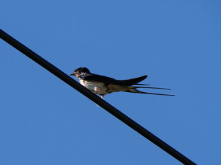 swallow sitting on a cable against blue sky