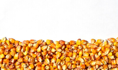 Corn grain on white background with copy space.