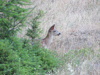 Humboldt Redwoods State Park
