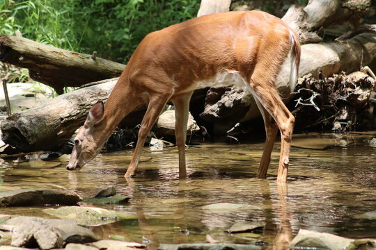 Deer, Deer Drinking 