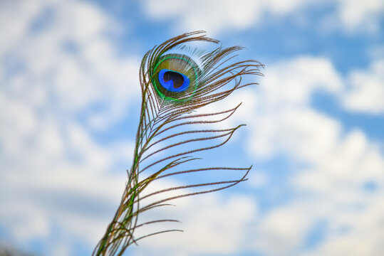 plume de paon sur un fond de ciel bleu
