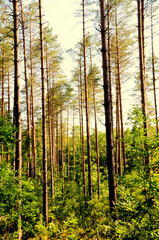 Naklejka premium autumn forest in the morning