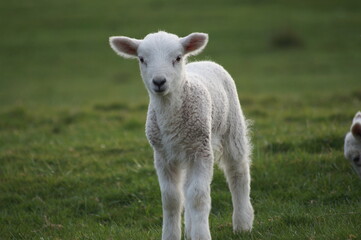 Fototapeta premium lamb in the field