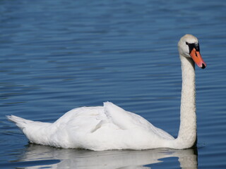 portrait of a white swan swimming on a lake