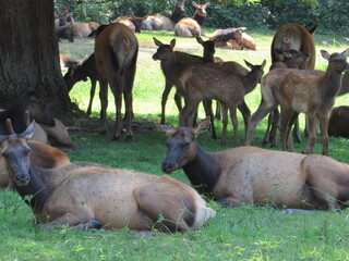 Redwood National Park