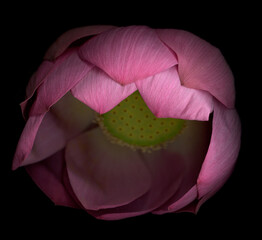 Studio shot of piing water lily