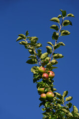 On an apple tree, apples grow on a branch against a blue sky