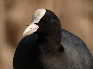 Portrait of eurasian coot (Fulica atra)  - black water bird  with white frontal shield and red...