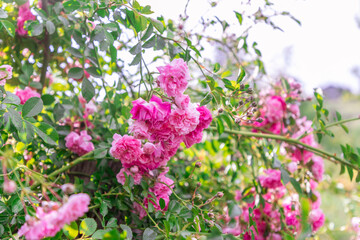 Pink Roses in the Garden of the House