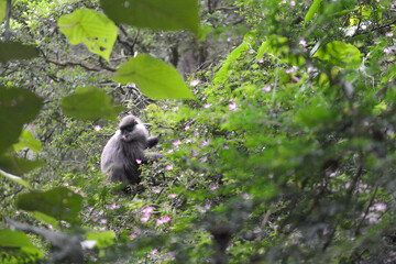petit singe dans des arbres aux fleurs roses dans les montagnes du Sri Lanka