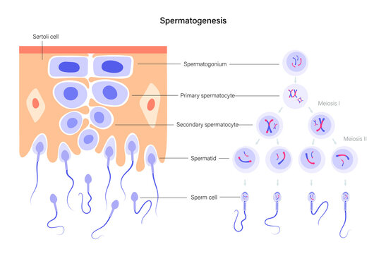 Reproductive system concept