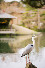 Grey Heron in Korakuen Garden in Okayama