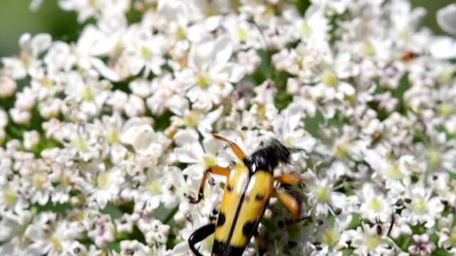 Close Up movie Spotted Longhorn Beetle on a leaf. His Latin name is Rutpela maculata.