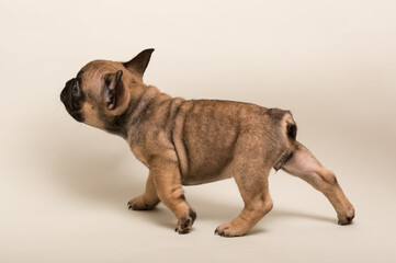 French Bulldog puppy. Cute little puppy.
