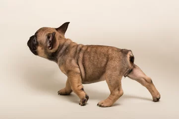 Foto op Plexiglas Franse bulldog French Bulldog puppy. Cute little puppy.