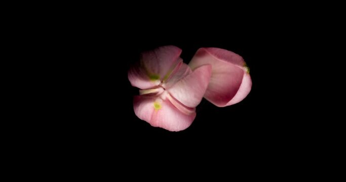 Timelapse of lily flower blooming on black background / Oriental Lily