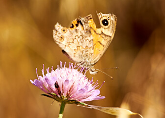 Ocher colored butterfly on a pink flower,
