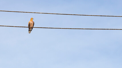 Zenida dove perched on a power line
