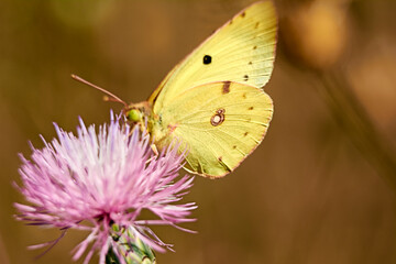 Greenish colored butterfly on a pink flower