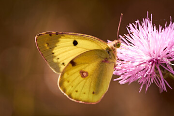 Greenish colored butterfly on a pink flower