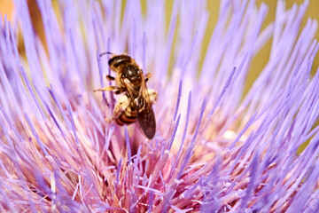 Wasp on pink flower eating pollen