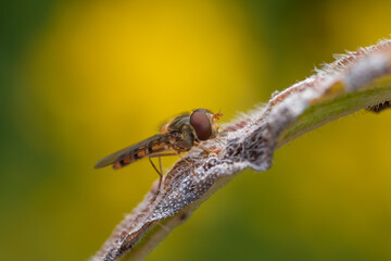 Hoverfly at rest on a flower